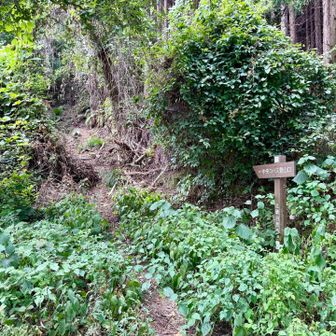 山頂までアブ🪰につきまとわれ、余分な体力使いました。。。