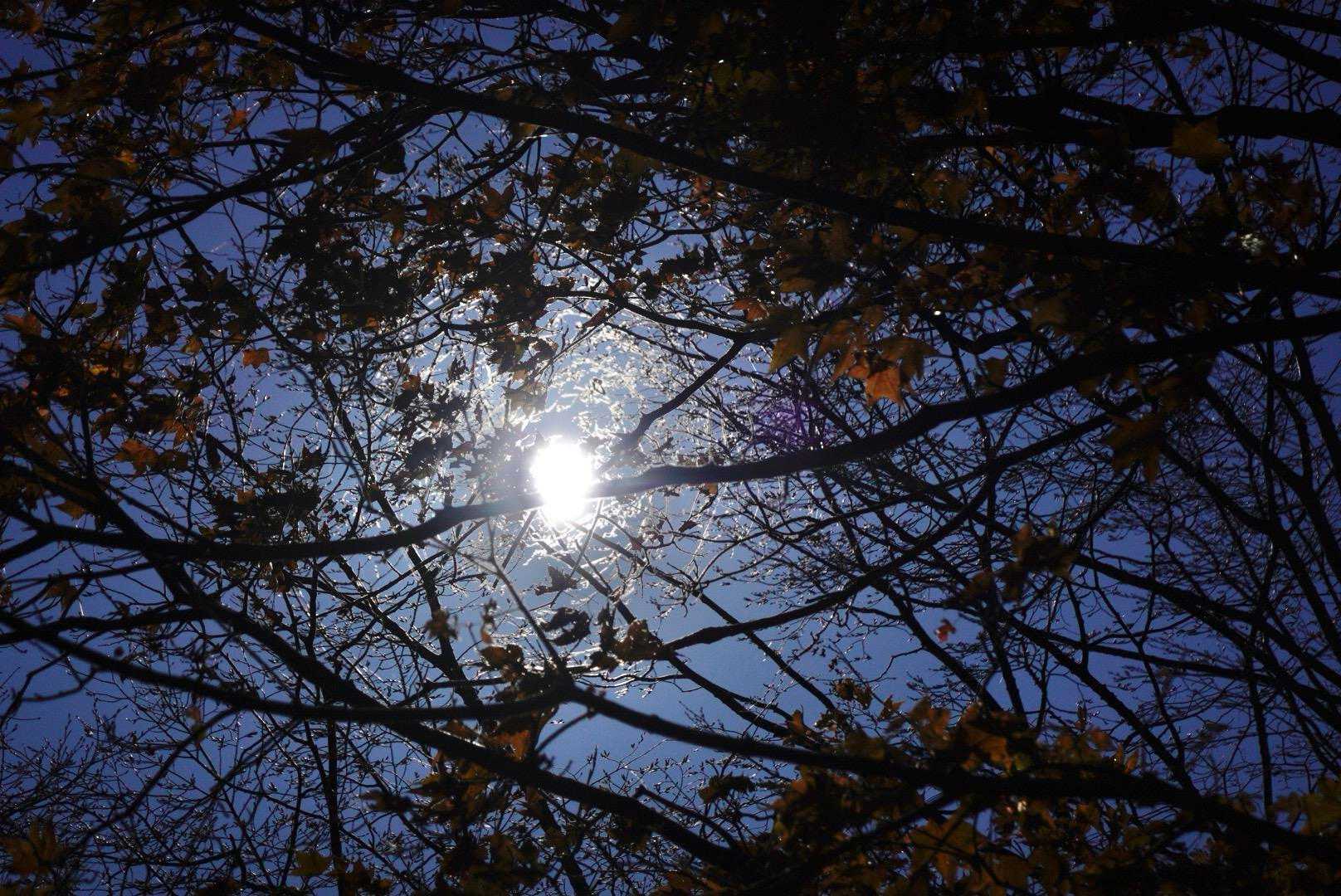 日に映る紅葉が幻想的。