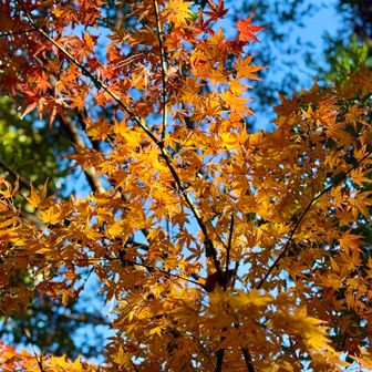 あとは、舗装に道を駐車所まで、所々にある紅葉散策🍁