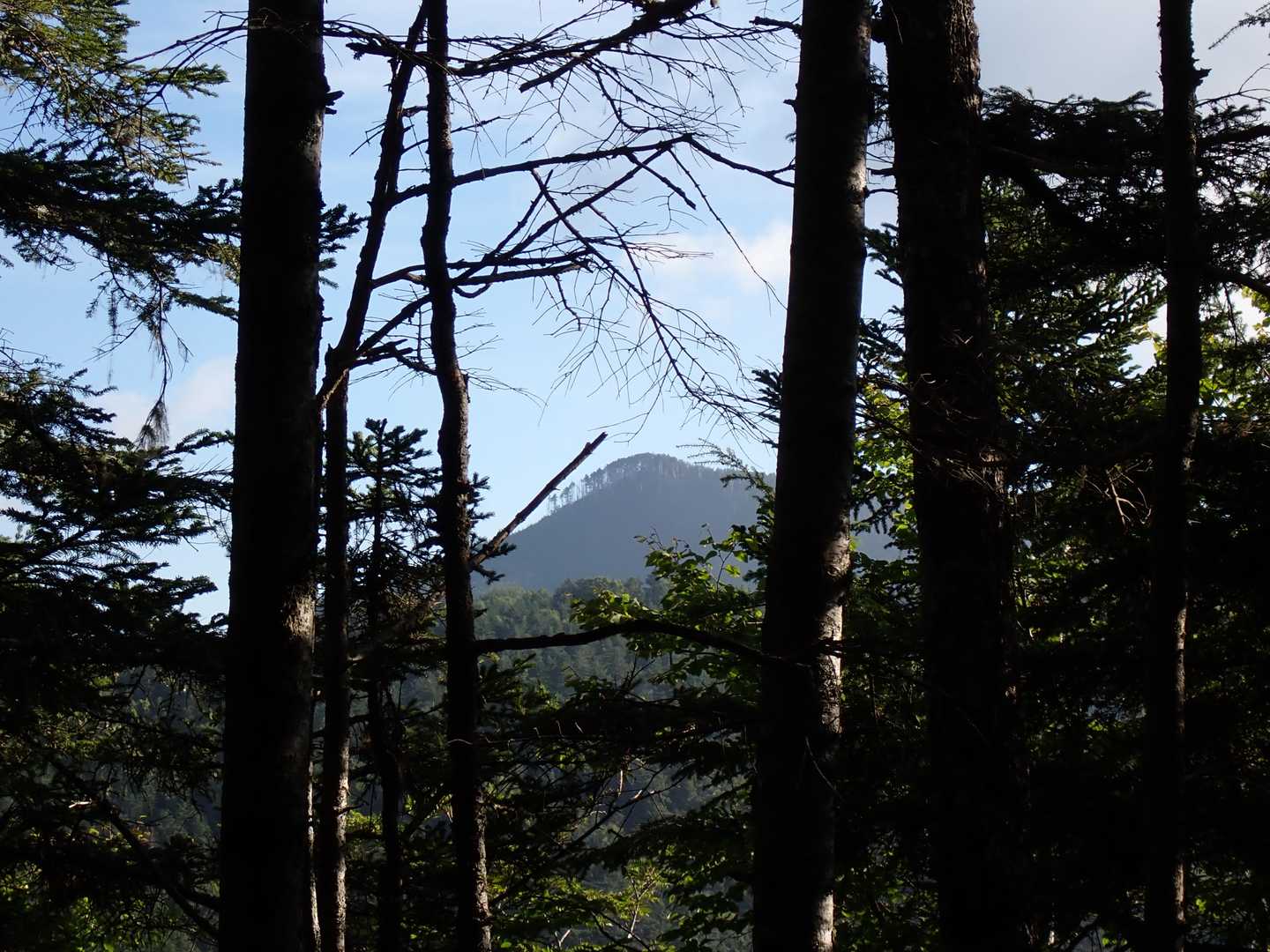 木の隙間から奥茶臼山山頂が見えた。