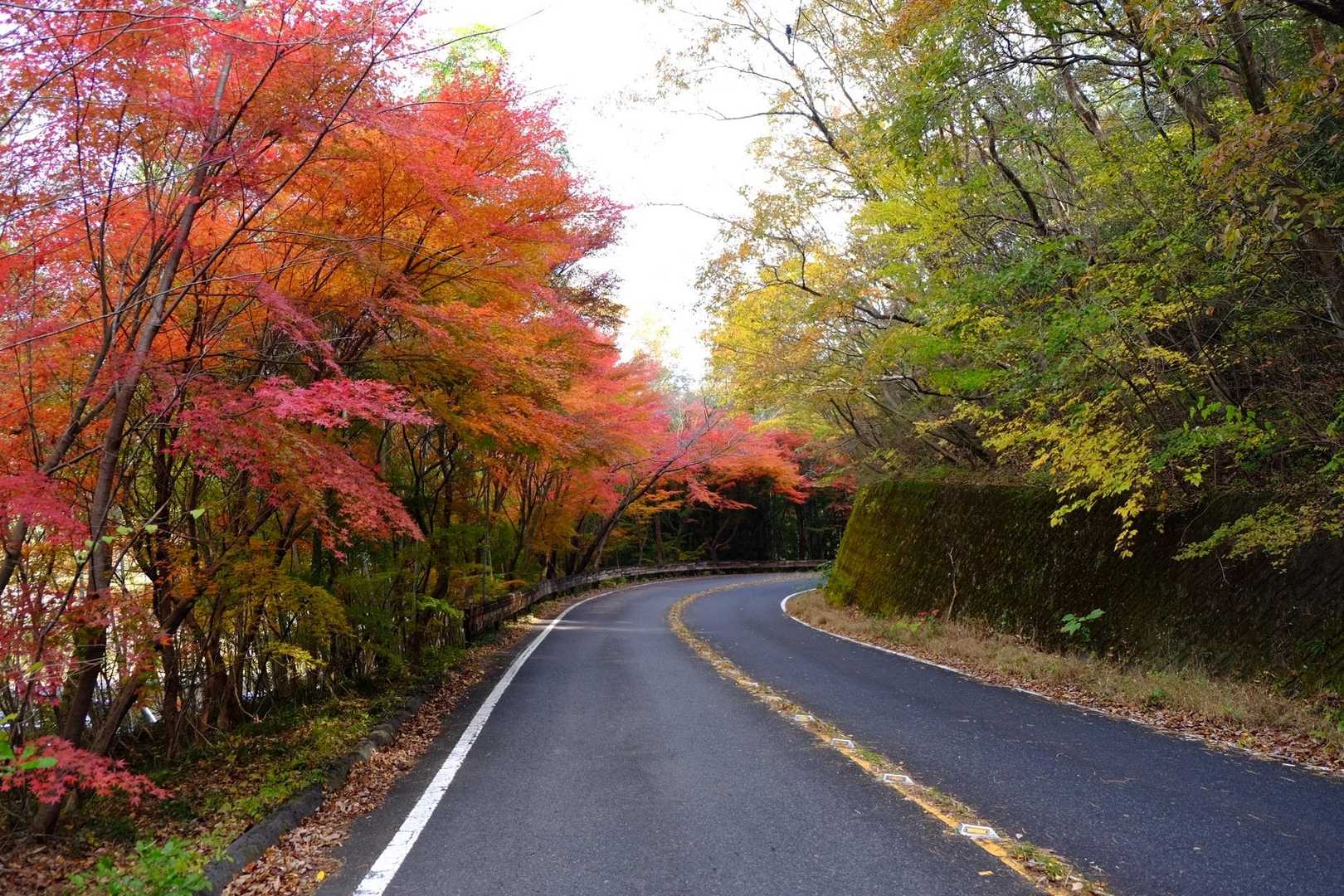 八木山 往復コースの写真