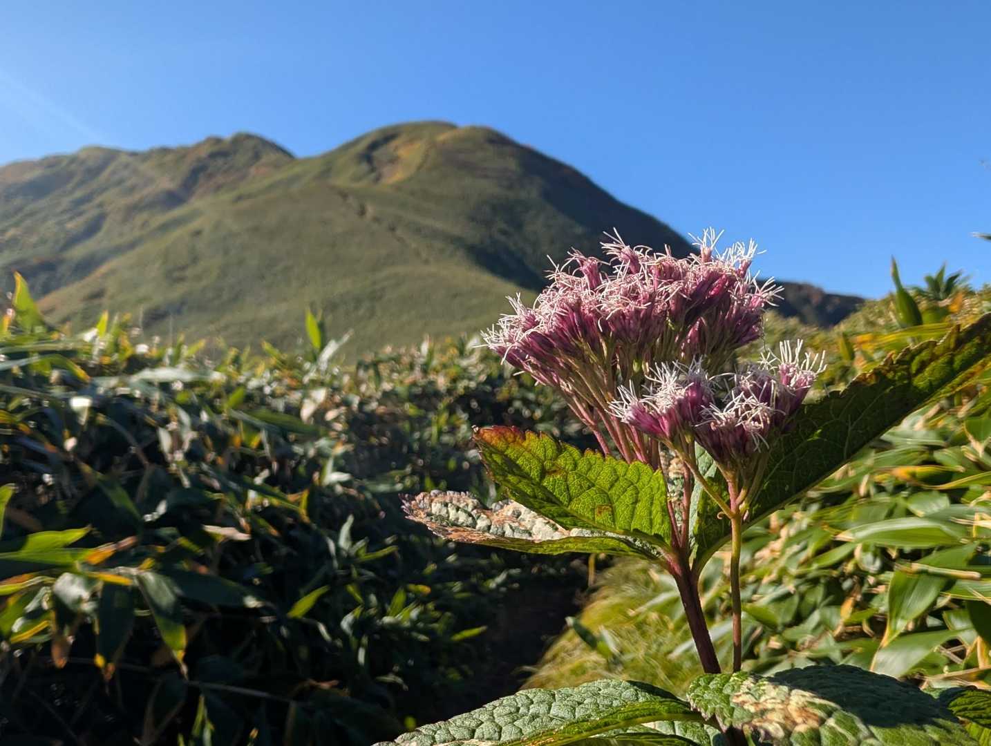 武能岳(蓬新道経由)⛰️🍁 / そうの登山データ | YAMAP / ヤマップ