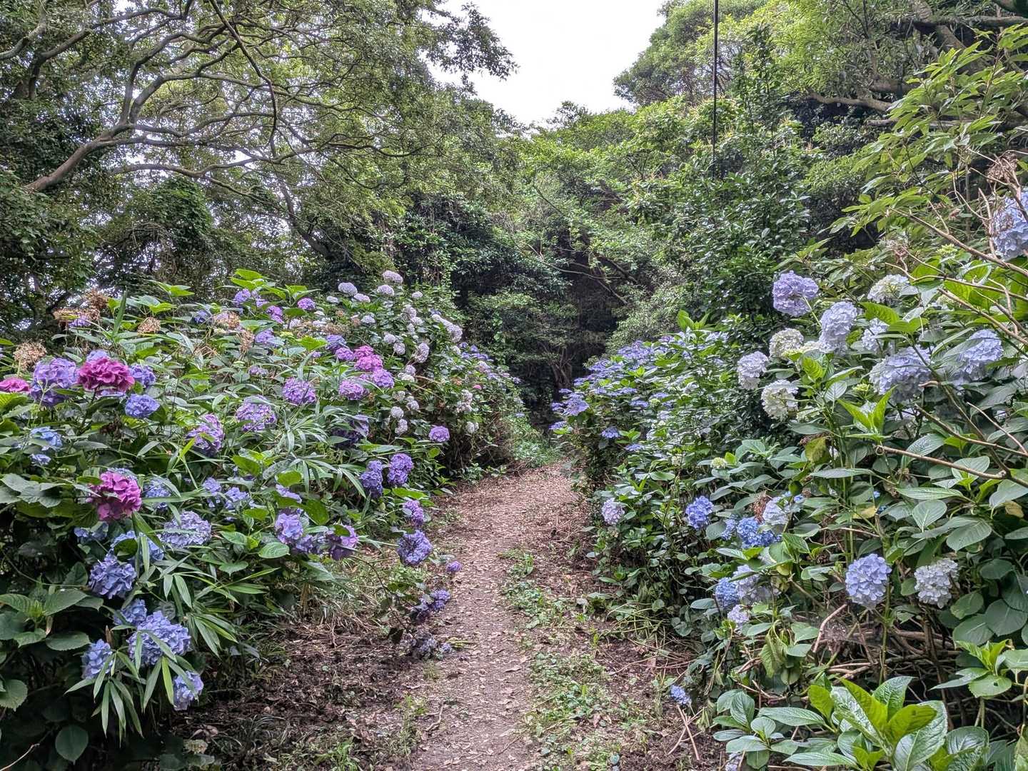 紫陽花ロード