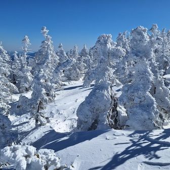 スノモン成長中
