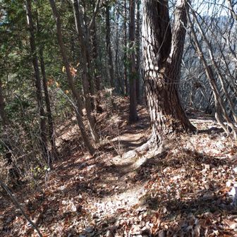 小前ノ頭へ尾根道を下る。