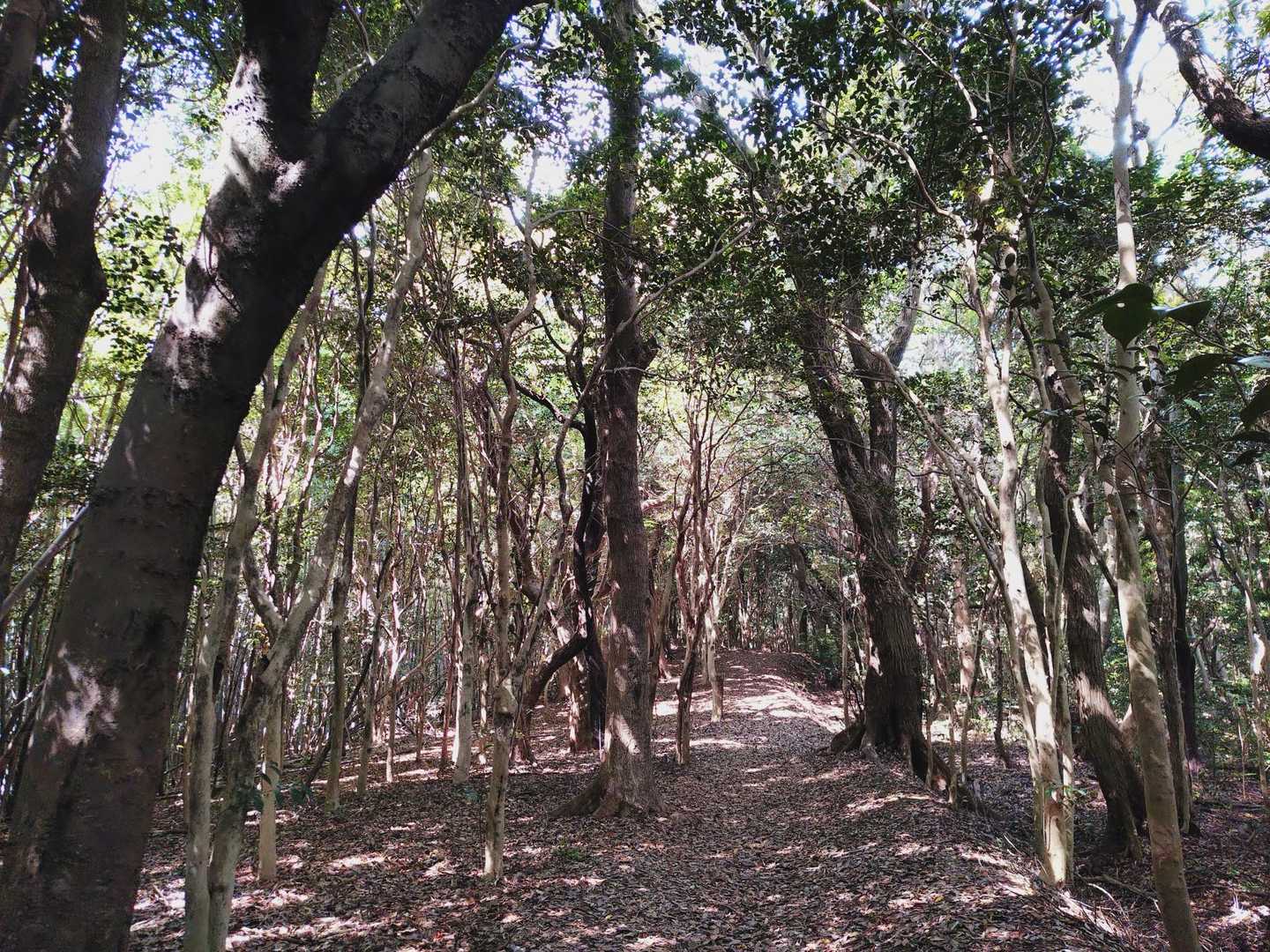 歩きやすいnice trail🤗