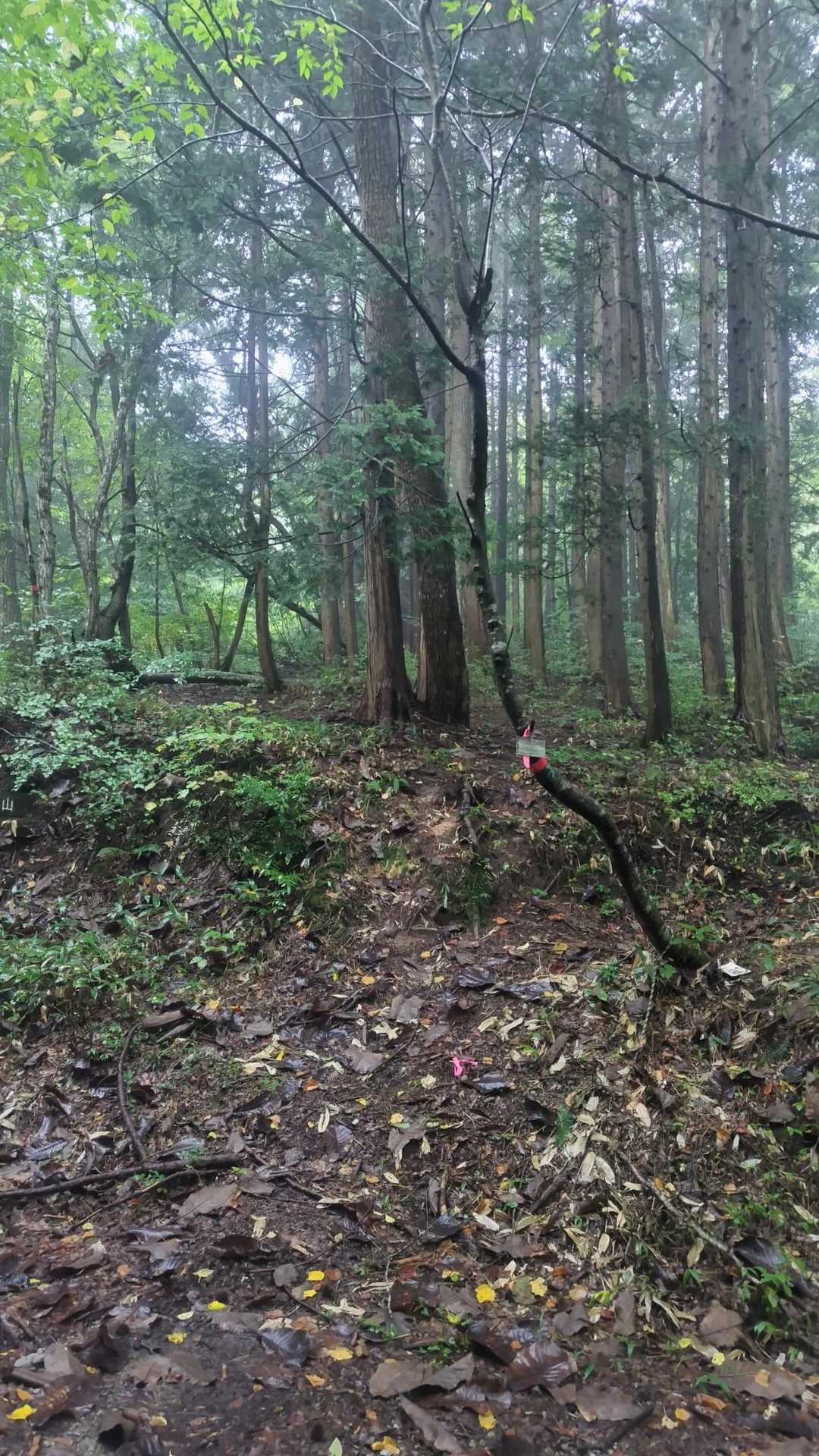 山へイン