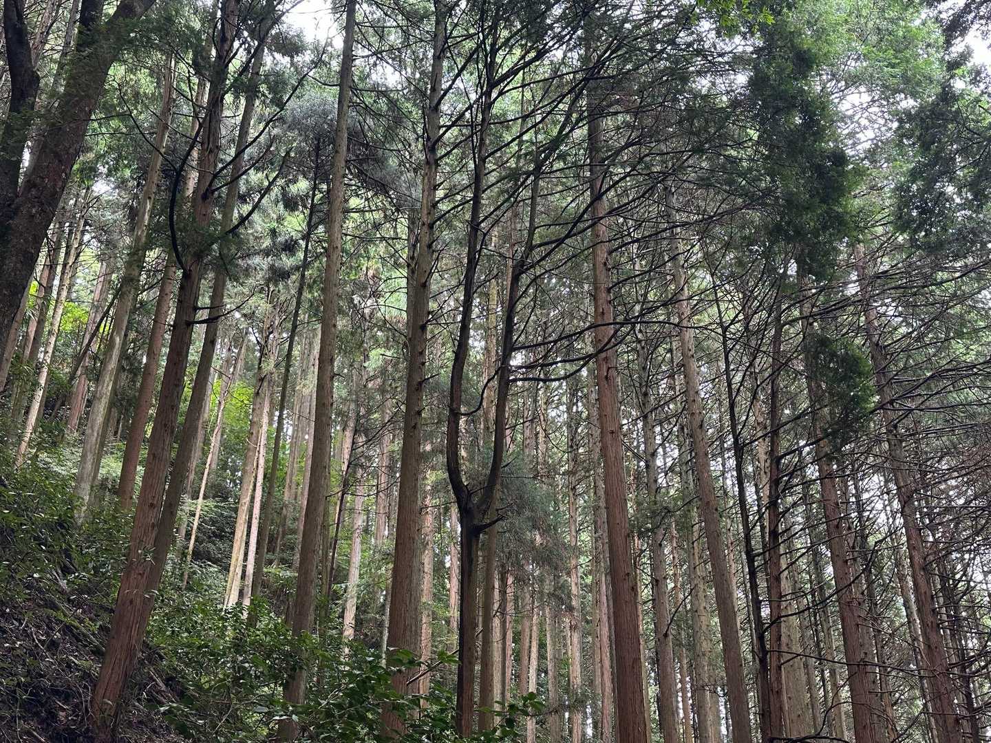 下山時、静かな杉林をボーっと眺めてみる😌