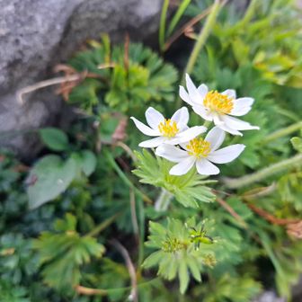 イチゲ