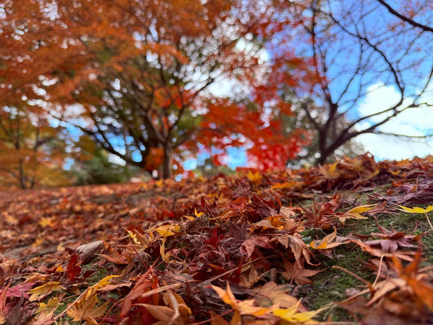 周りにたくさんの写真家さんやカップルがいたけど、ハチはひとりこのアングルで撮ってみた。もう、怖いもん何もない。