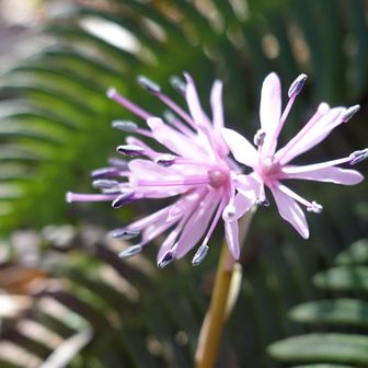 Oh！ショウジョバカマの群生だ。追加分。
花二輪か？
別角度は。
