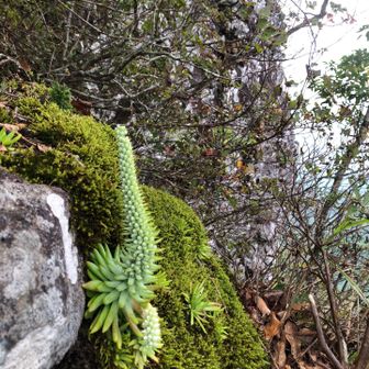 崖の淵にサボテンみたいな野草🌵