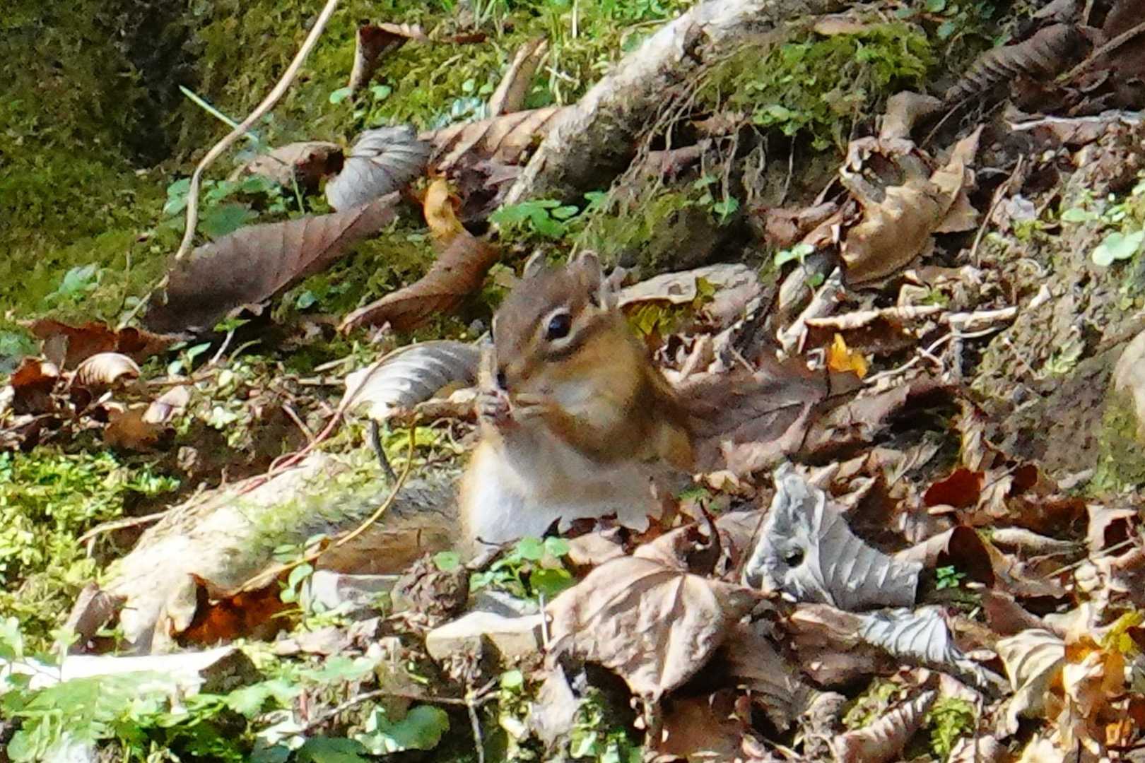 シマリス🐿️③