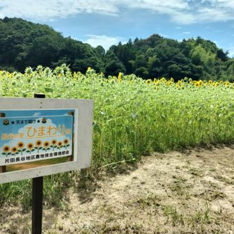 登山口の所に咲いています、綺麗👏🏼👏🏼👏🏼