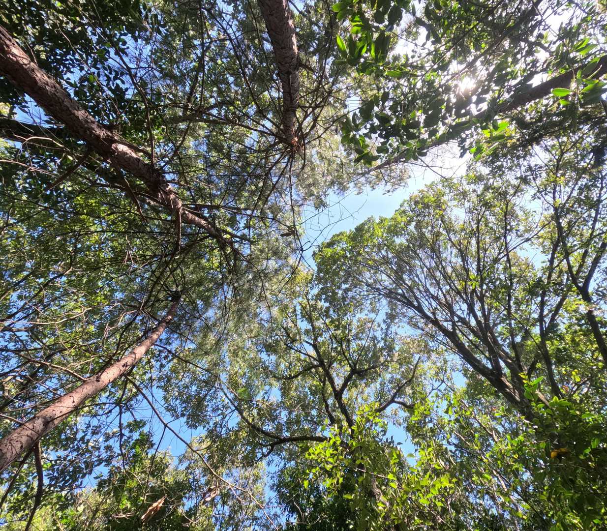 🌬️サワサワ～っと揺れる立ち木🍃、擦れる葉っぱ🌿の儚い音☺️これの事かな～❓️
そして、🌬️風を肌でも感じる。
風があたる部分💦汗がひいて涼しい