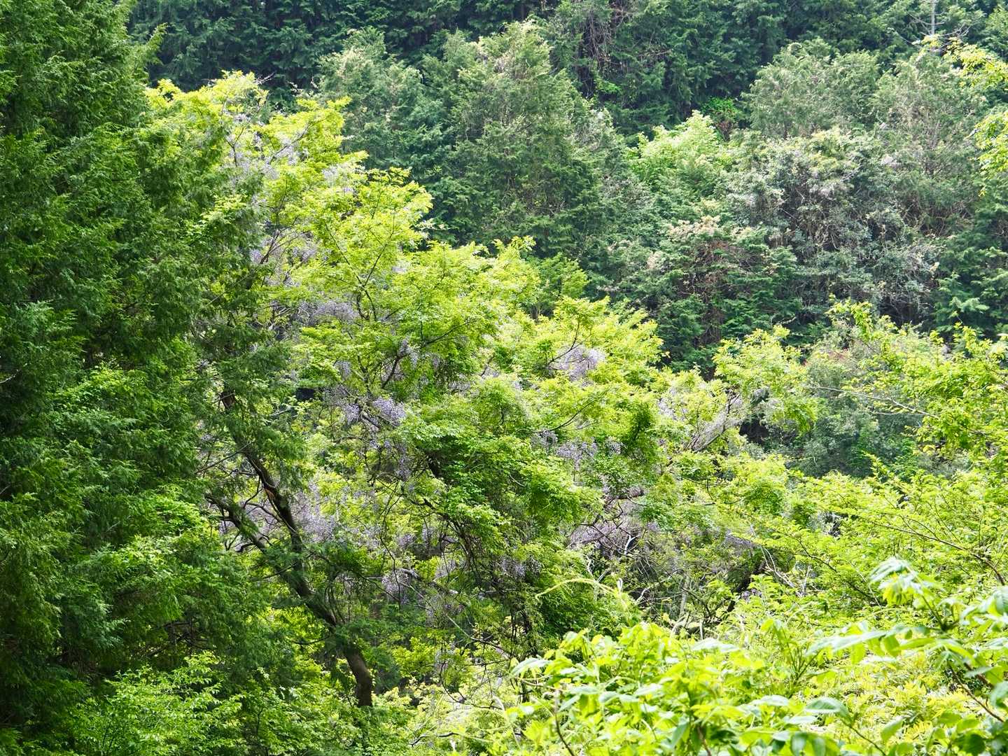 この辺りの山の中には…