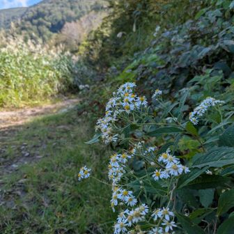 後は林道歩き!
白嫁菜（シロヨメナ）