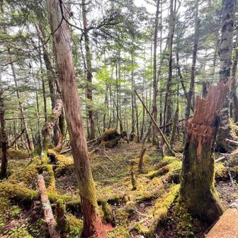 苔が朝日に当たってとてもきれい