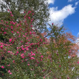 サザンカかなぁ