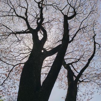 長谷峠（ながたにとうげ）の兔角桜（とがくざくら）