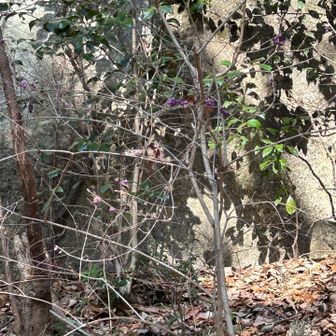 ムラサキシキブ