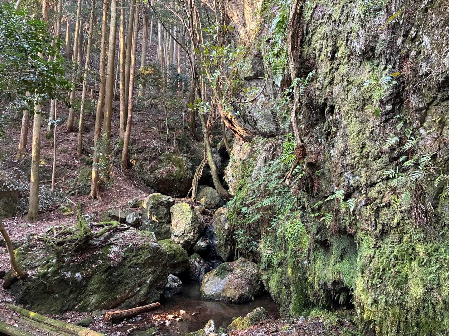 はじめは秘境のような雰囲気がある道を進みます😊