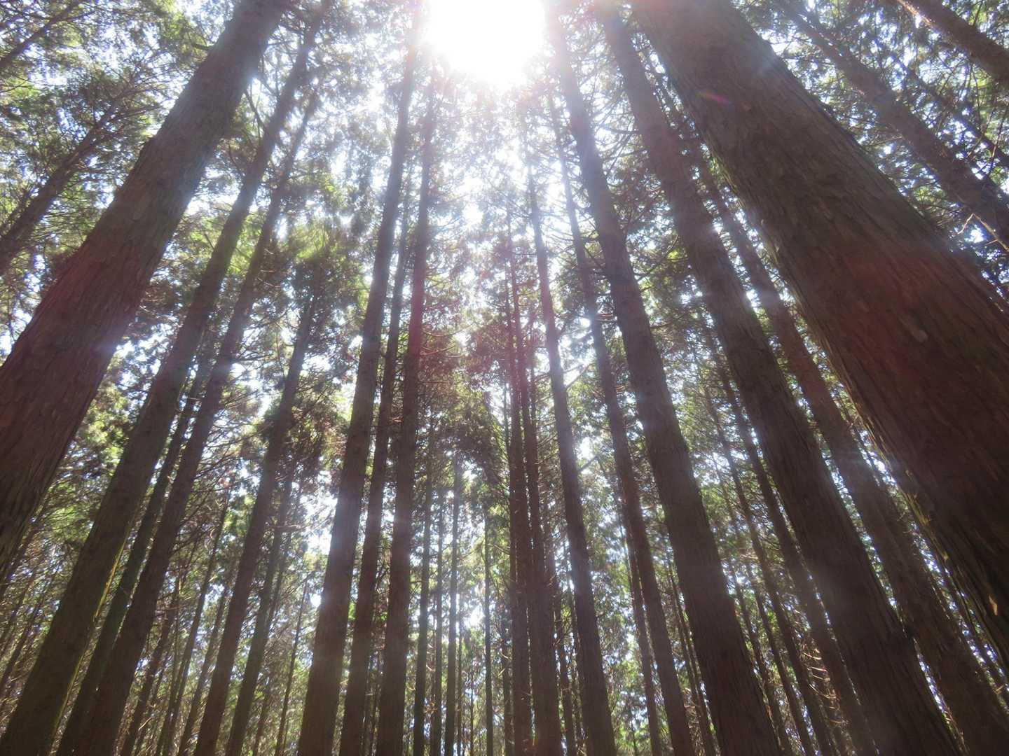 踏み跡ルートは幻想的な林道で綺麗でした。

YAMAPの赤線にしてほしいくらいです。
