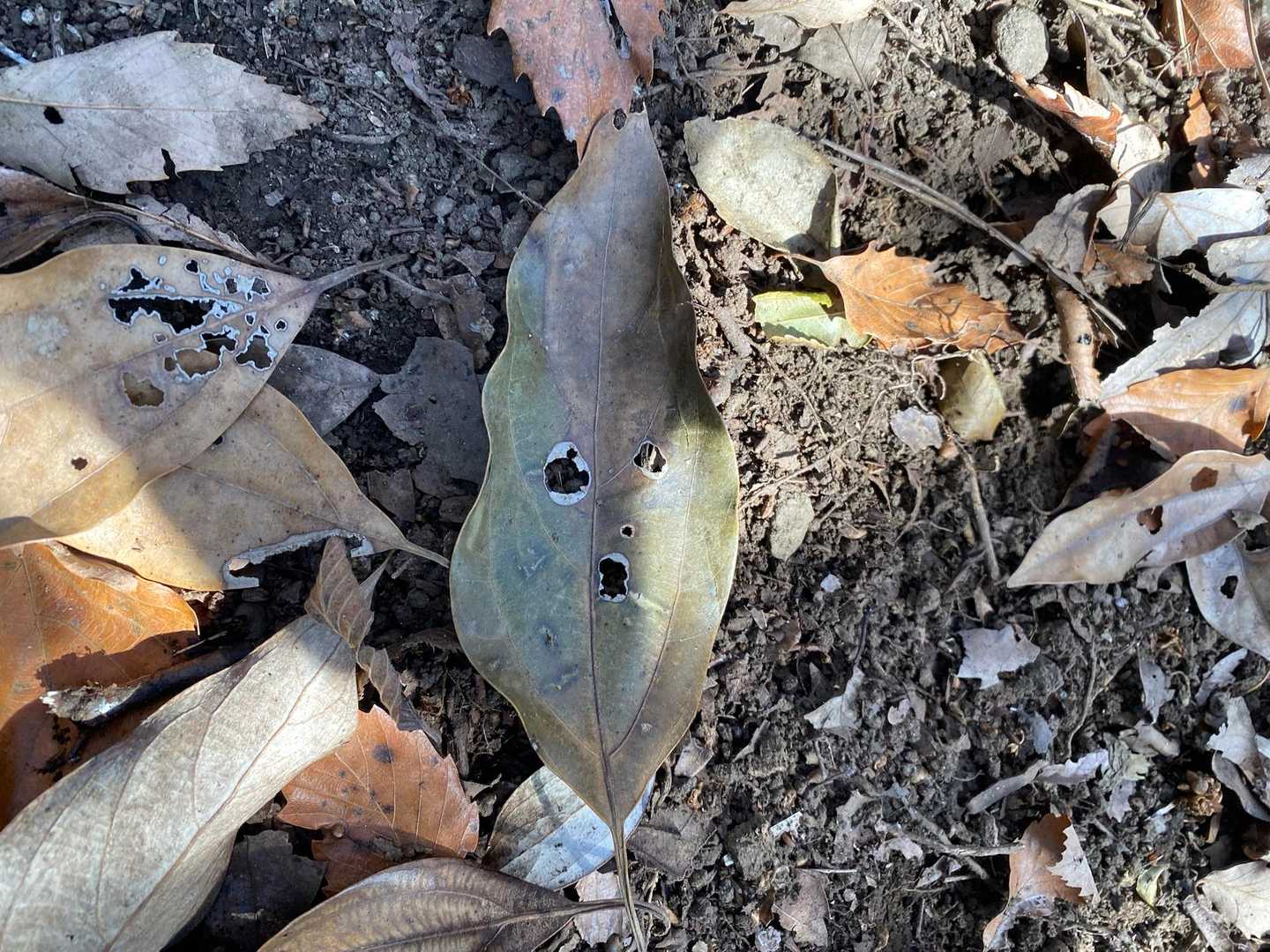 今日よく顔みつけるなぁ🌱笑