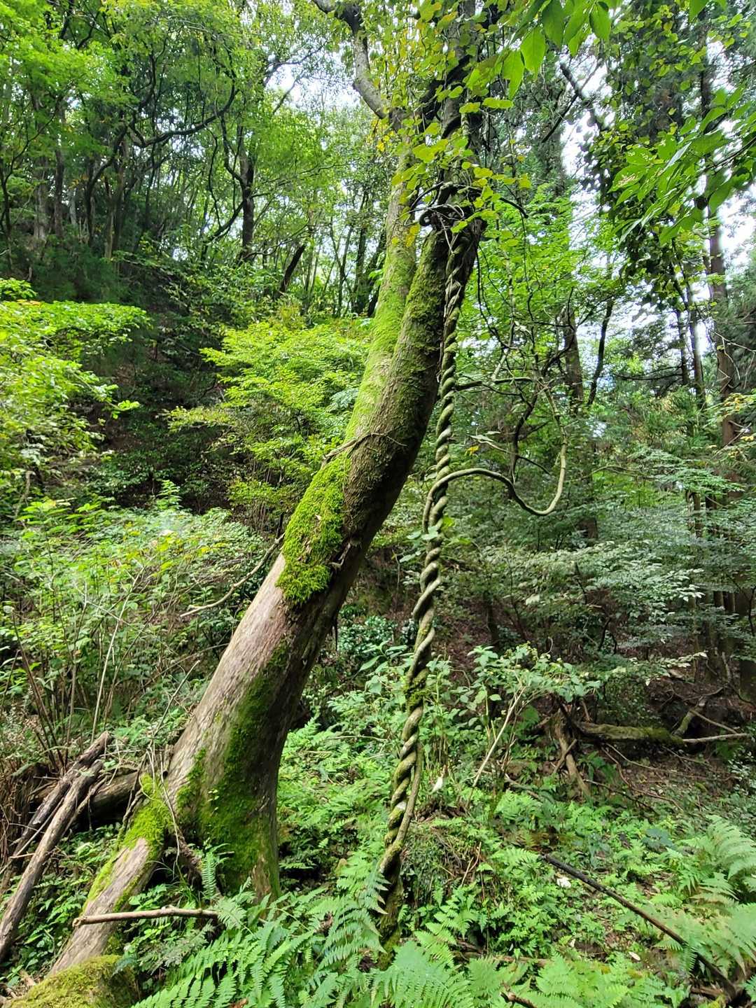 ツルが縄状になっていてアスレチックな木🌳