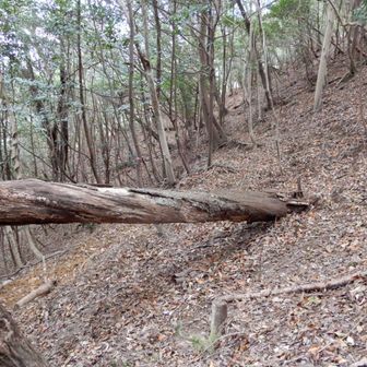 龍山の巻き道に倒木有
