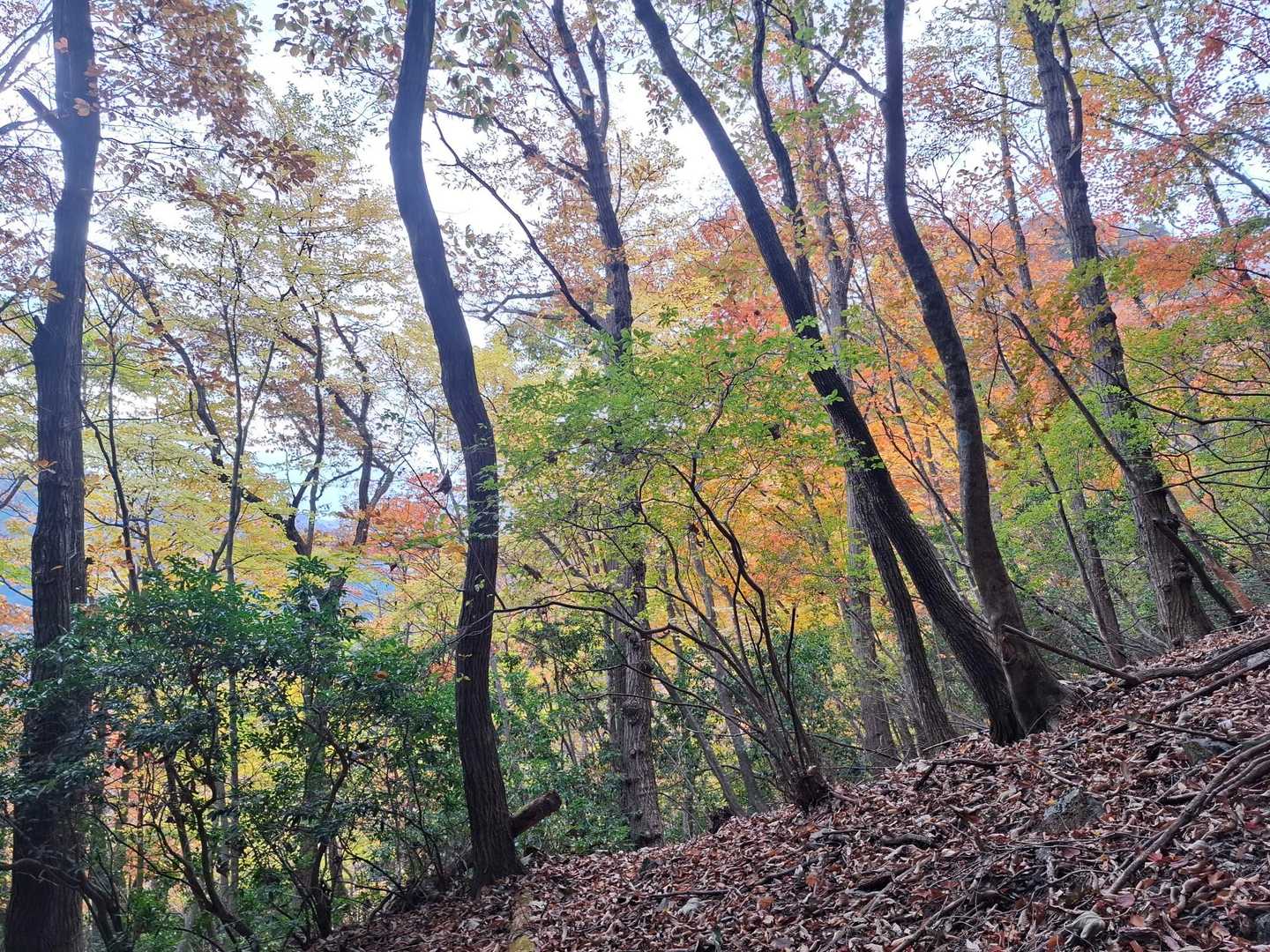 桧沢岳登山口-桧沢岳 周回コースの写真
