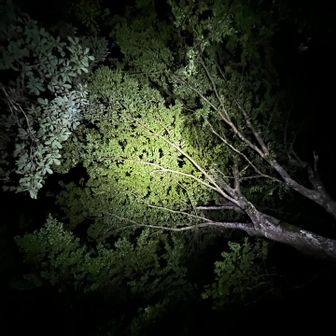 ウッドデッキでゴロンして星眺める
BGMは風の音

（写真は撮影用に照明使用　笑）