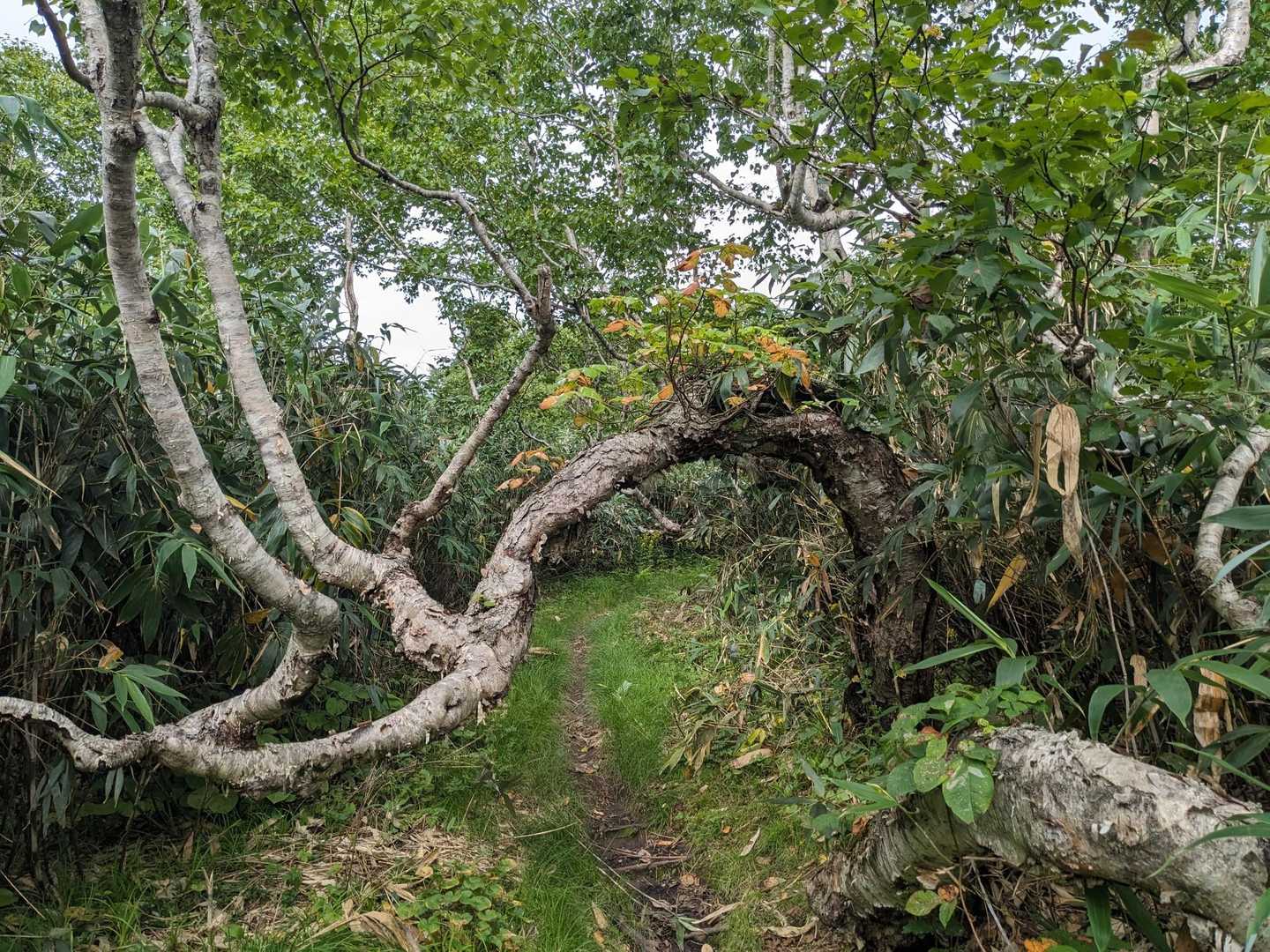 木のトンネル