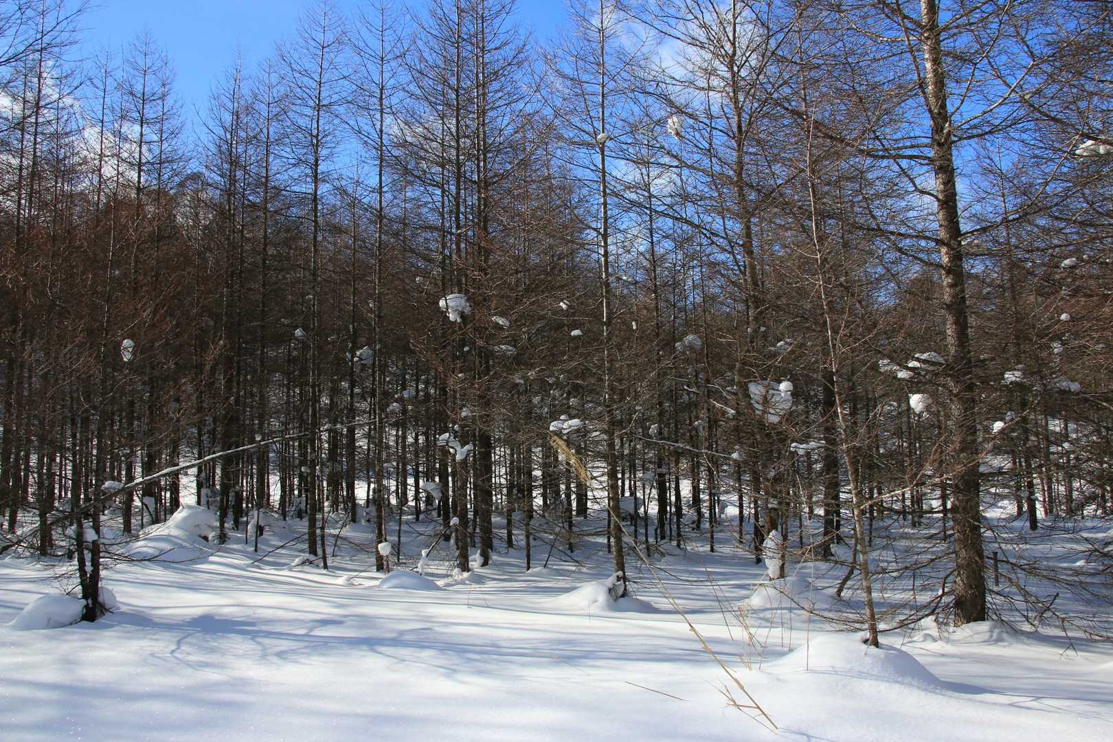 鶏頂山 往復コースの写真
