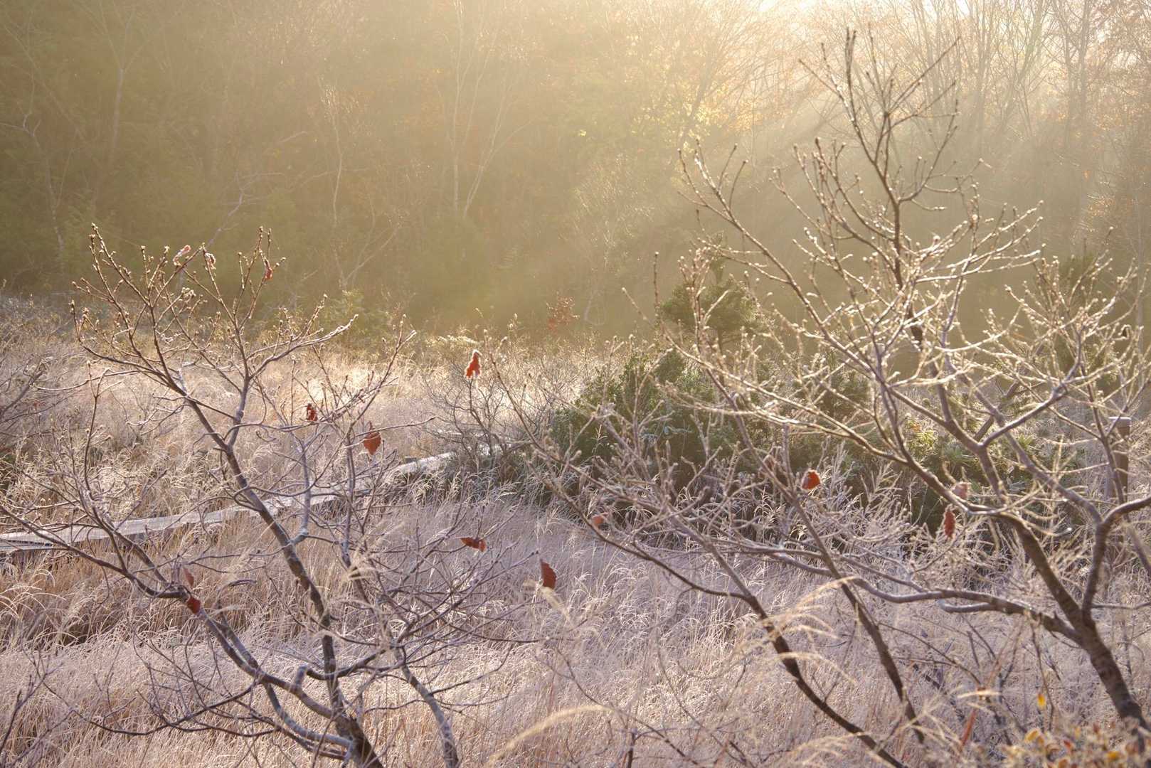 尼ヶ禿山 往復コースの写真