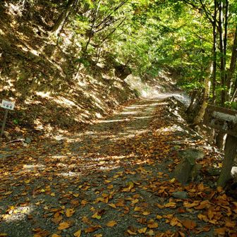 林道に切断された登山道、入り口は60メートル離れる。