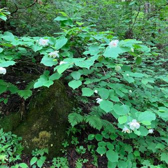 沢山の白い花がっ‼️