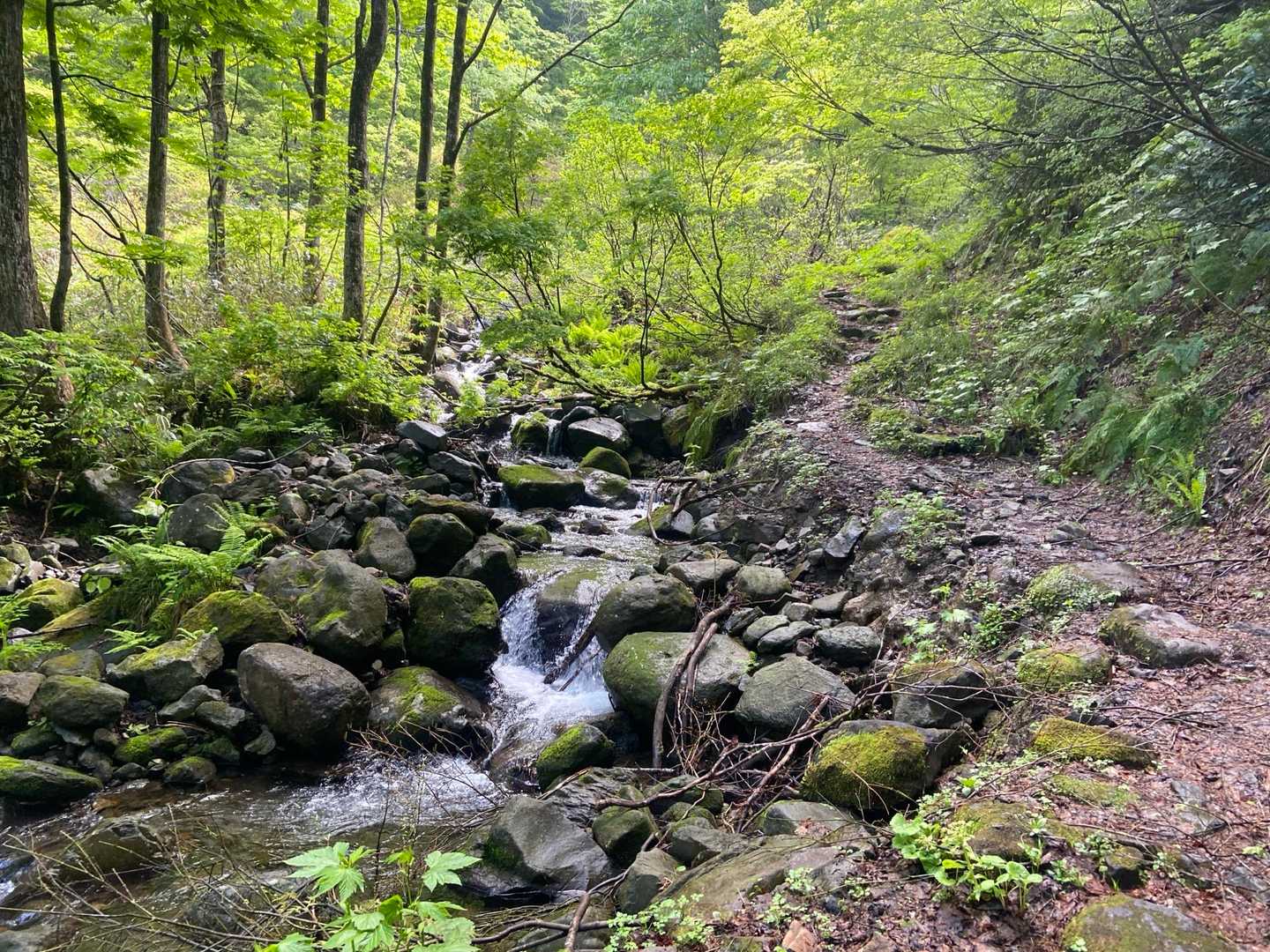 取立山周回 | 大滝からこつぶり山の白山展望へ、取立平に水芭蕉3,000株が咲くの写真