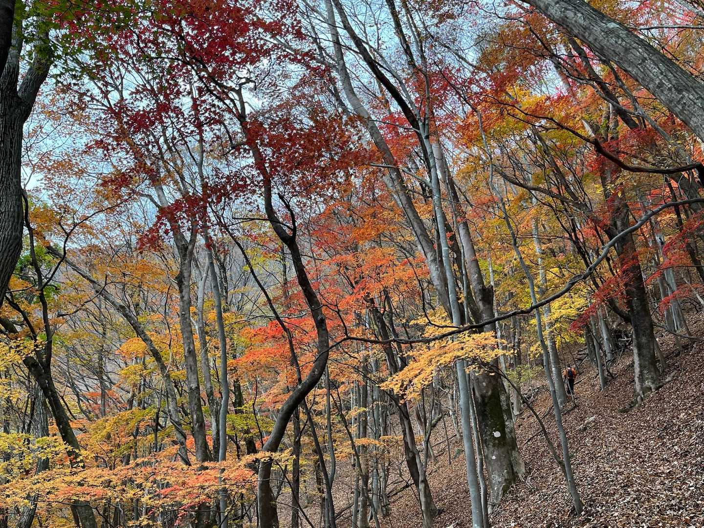 南平山 往復コースの写真