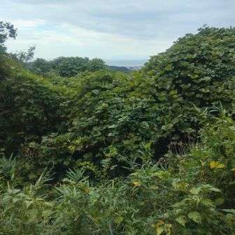 ここが天園？　とうちゃこのようです