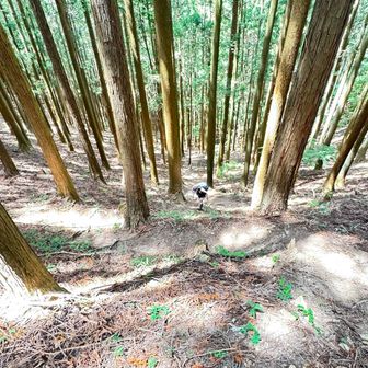 葛折りなので登りやすい