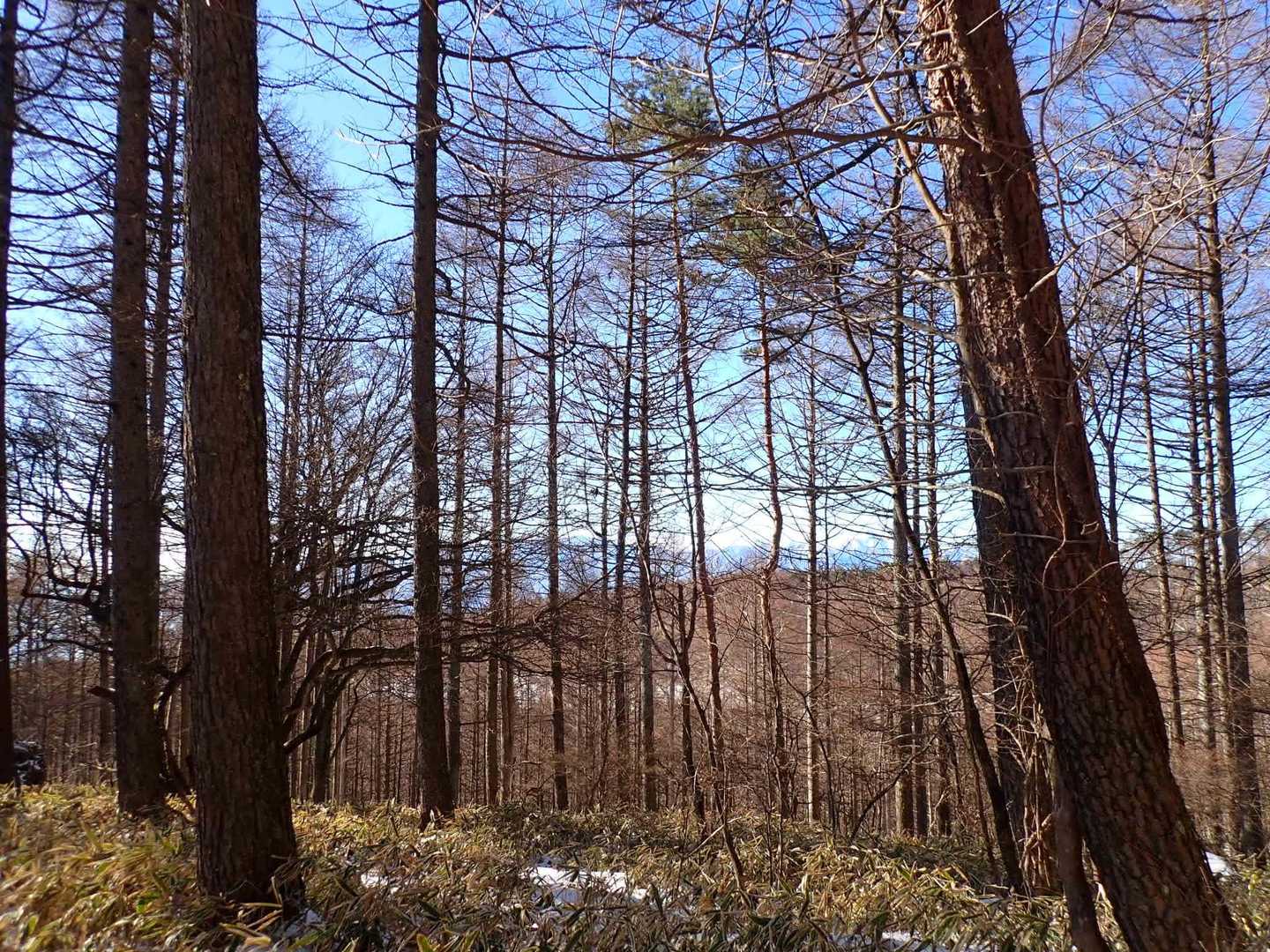 天女山 往復コースの写真