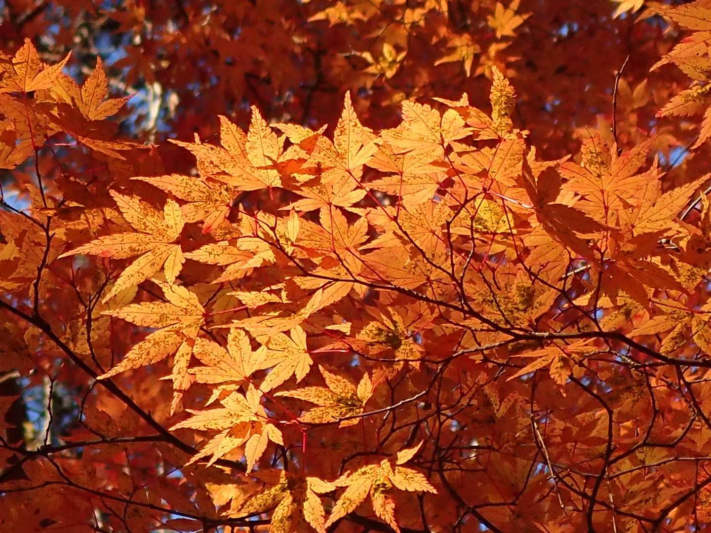 鶯宿峠-滝戸山登山口-滝戸山-名所山-黒坂峠-春日山 周回コースの写真