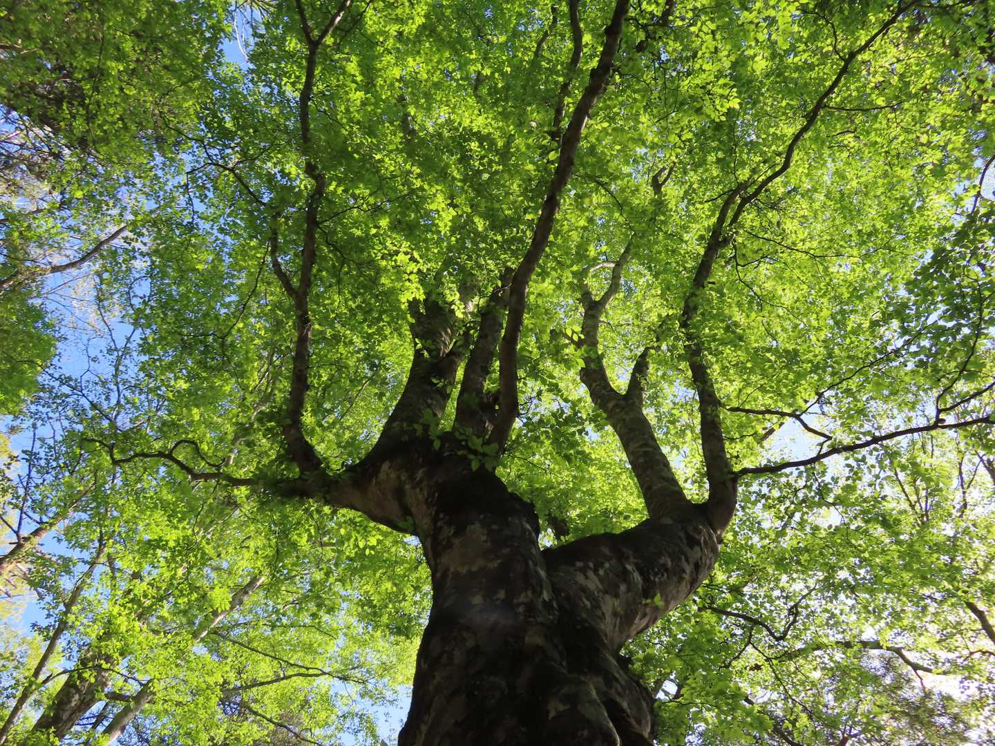 広葉樹の森🌳