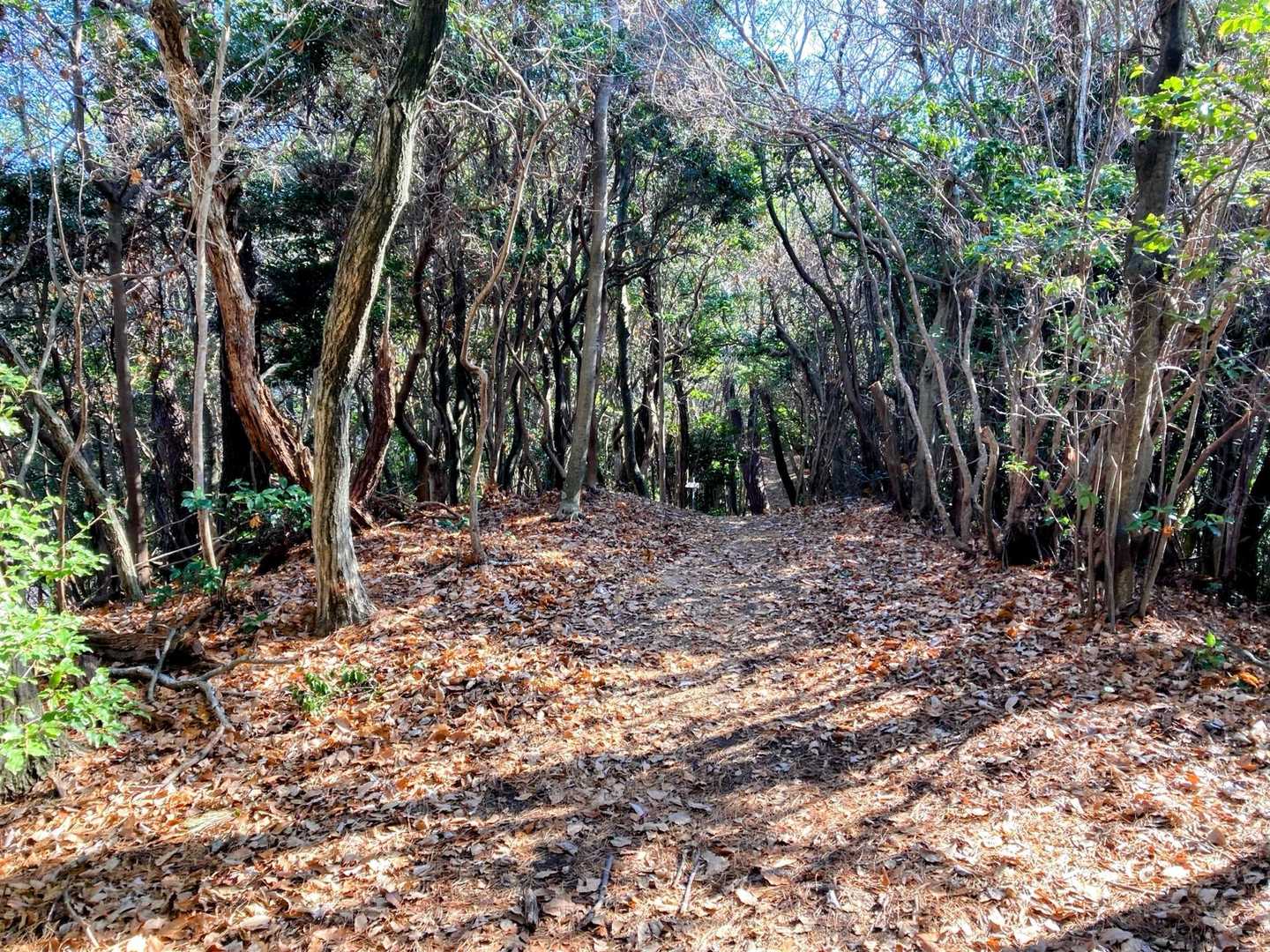 シビレ山の名前の由来
決定的な説がないが、有力な説のひとつに、隣にある丹生山で丹生（にゅう）が採れたため、当時修験道の山であった周辺の山にこもった修験者や山伏が、この丹生を用い不老長寿の薬を調合した。しかしながら、水銀が含有されていたため中毒を起こし痺れることがあったのでシビレ山と言われるようになったというものであるらしいです（笑）