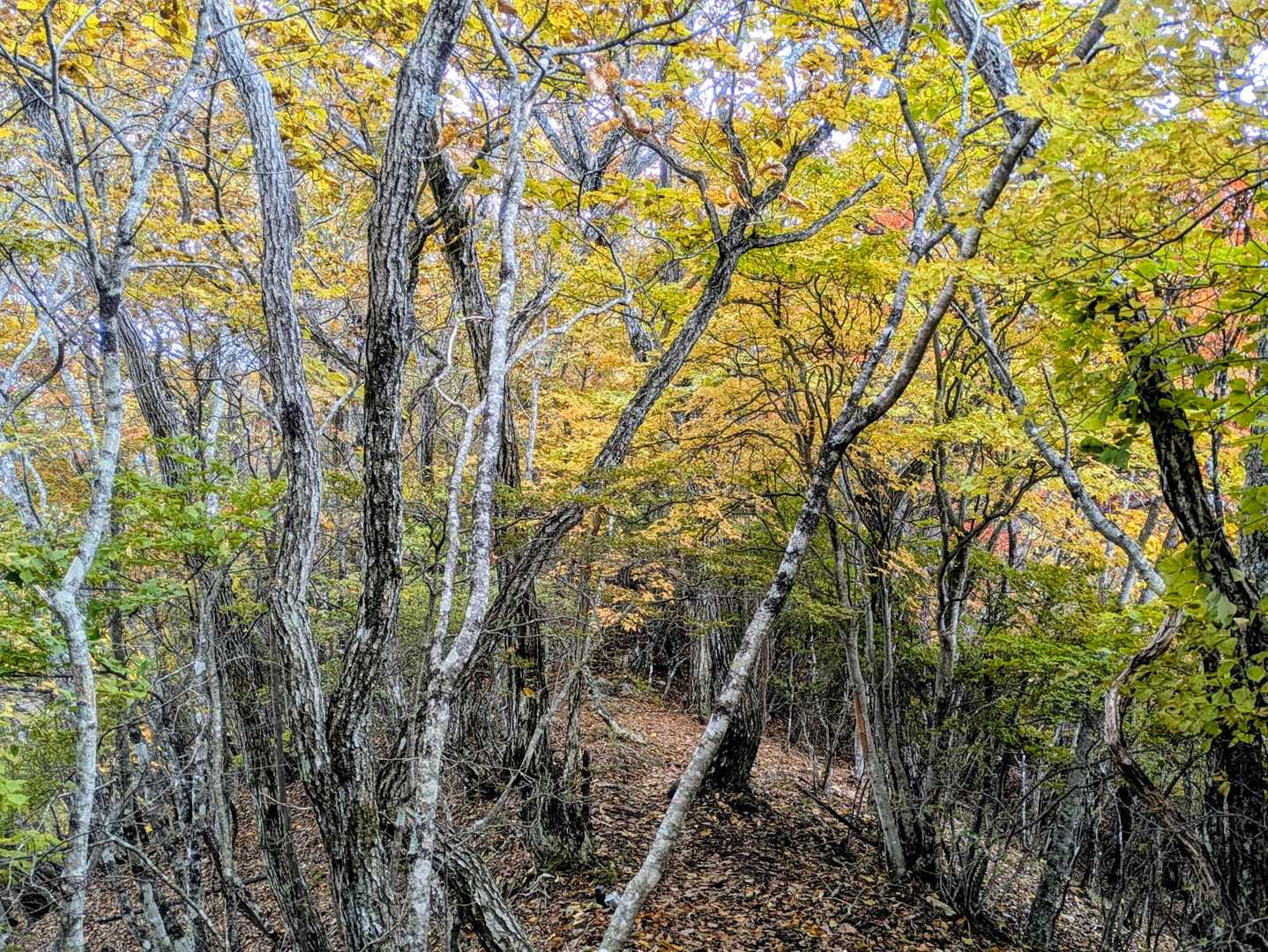 🍁