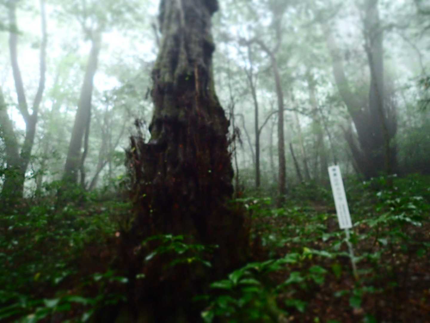 カツラの巨木🌲