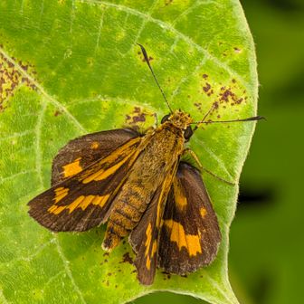 Chinese Dart (キマダラセセリ, Potanthus flavus)