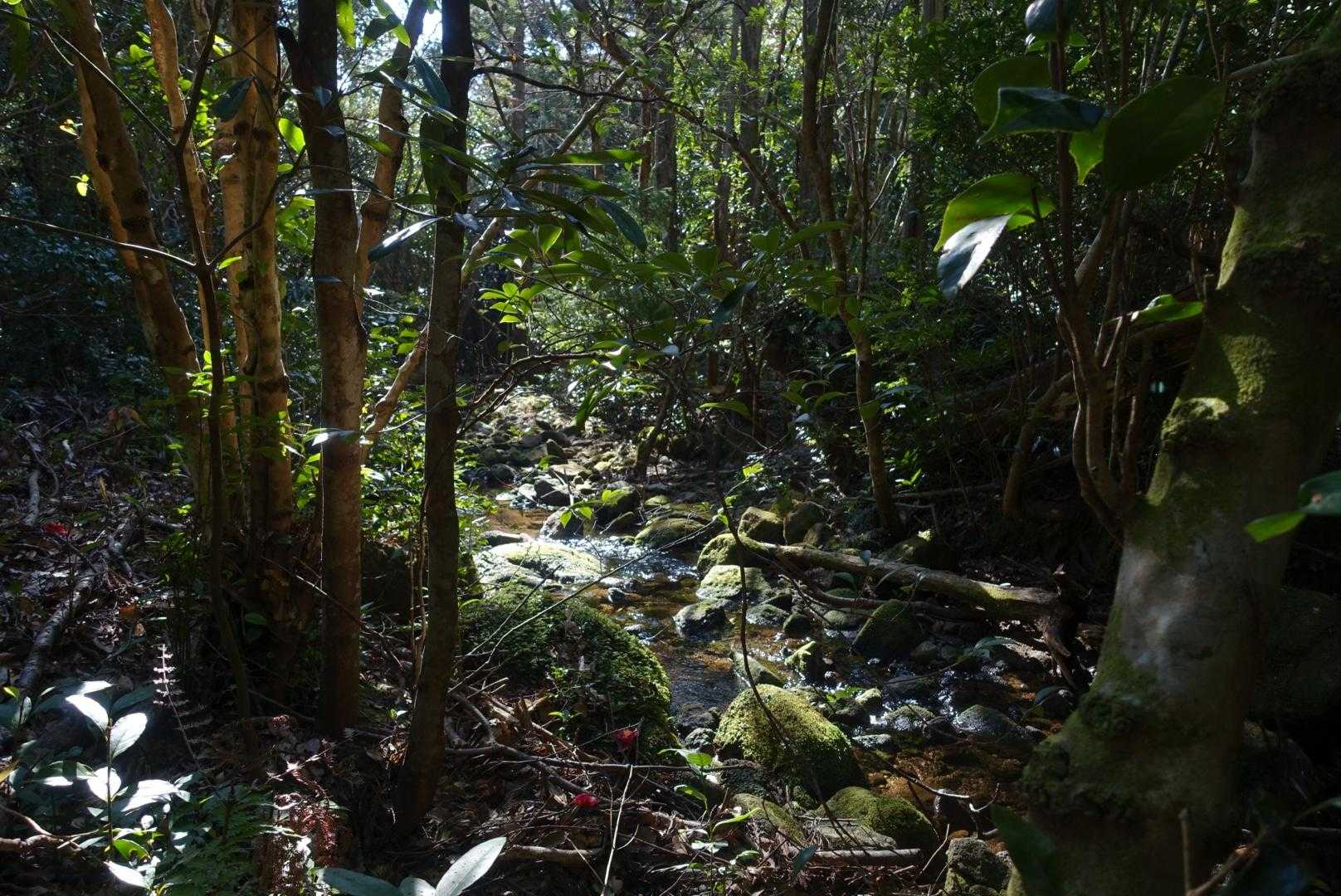 頂山-オハイ 周回コースの写真