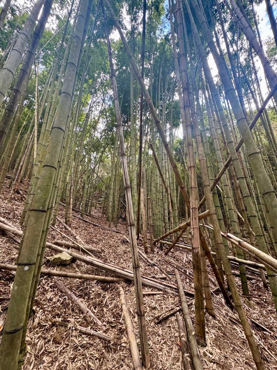 竹林を進んで～
